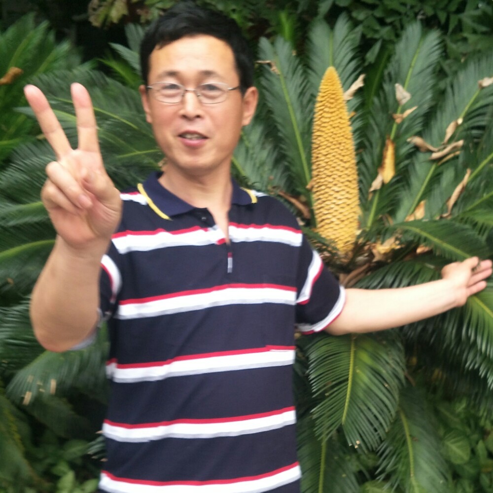 百灵鸟与猫头鹰的照片