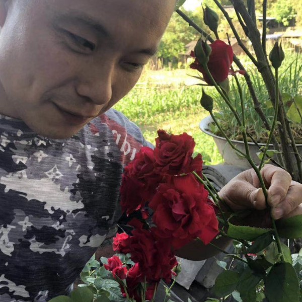 小鸽子回首超级的照片