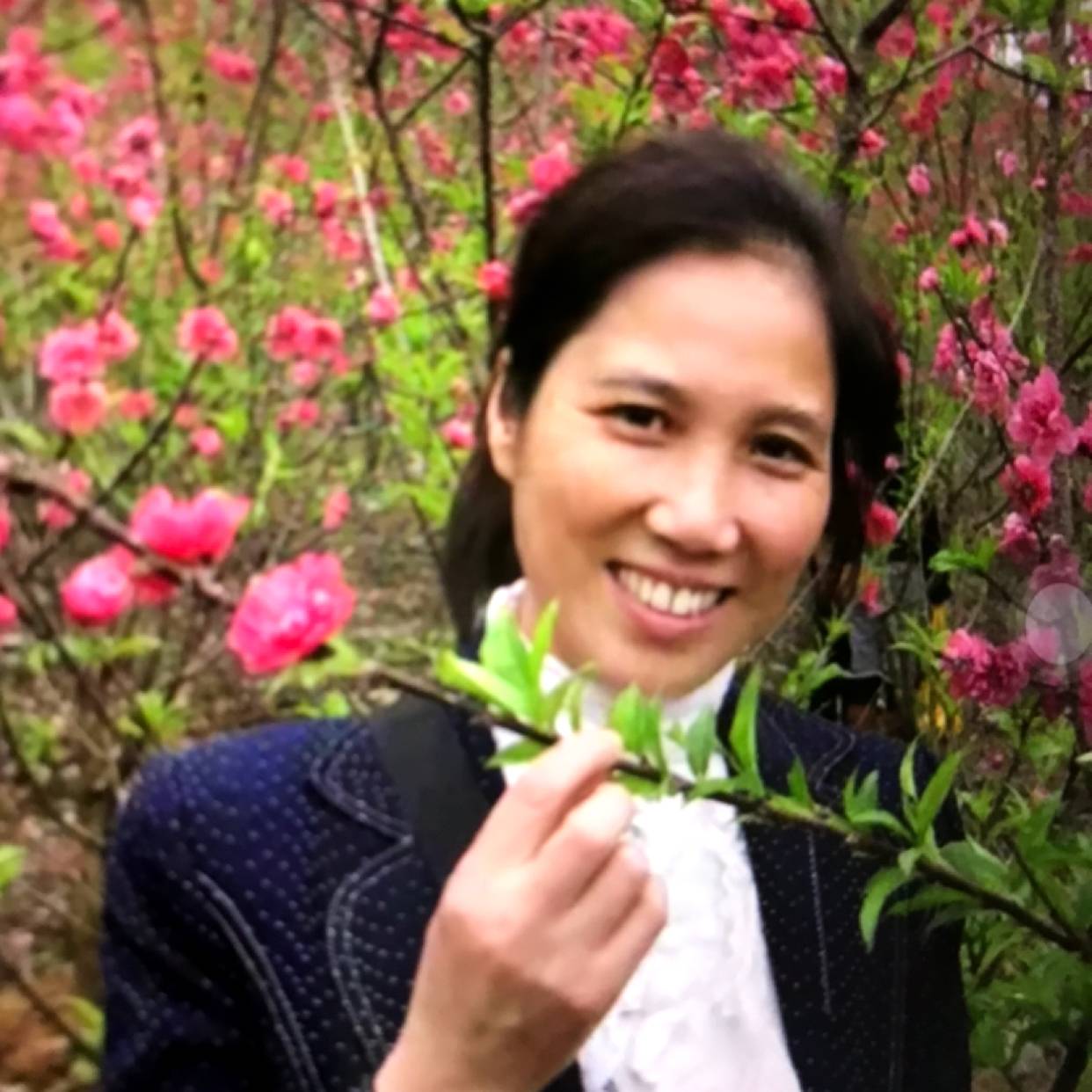 透彻和花瓣的照片