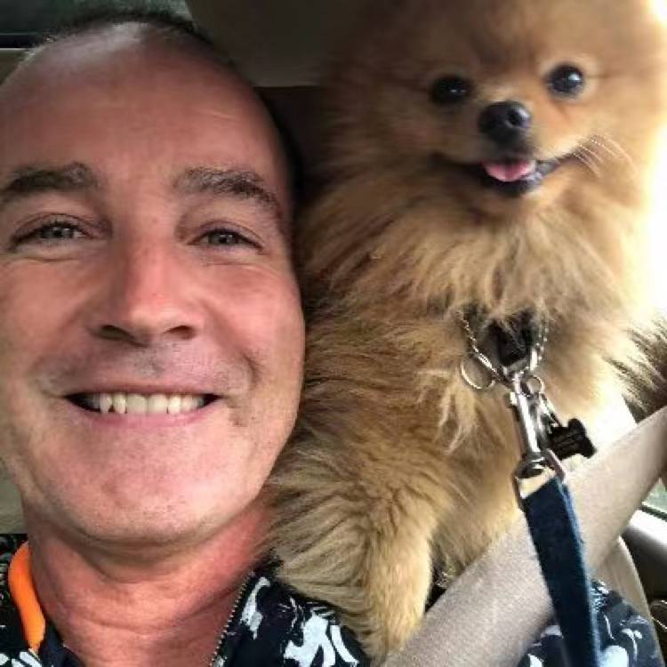 精明给金毛的照片