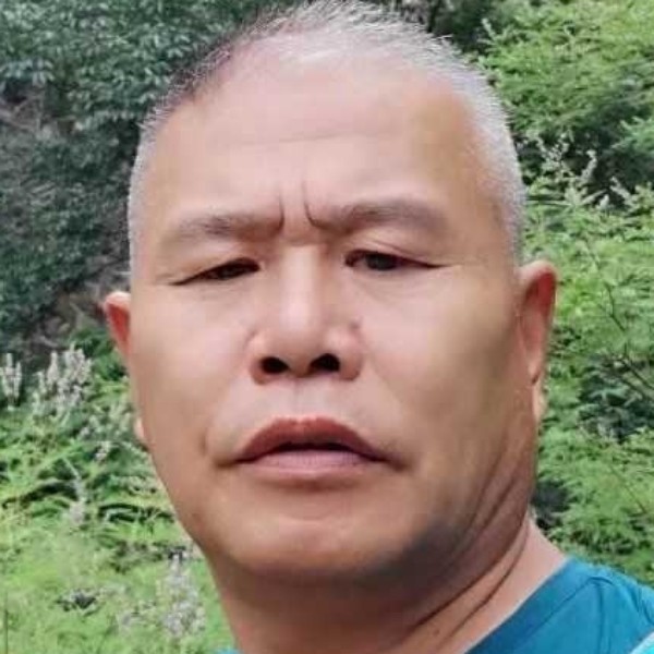 小海豚的高挑的照片