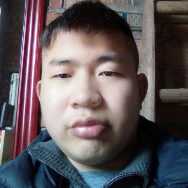流浪的单身狗的照片