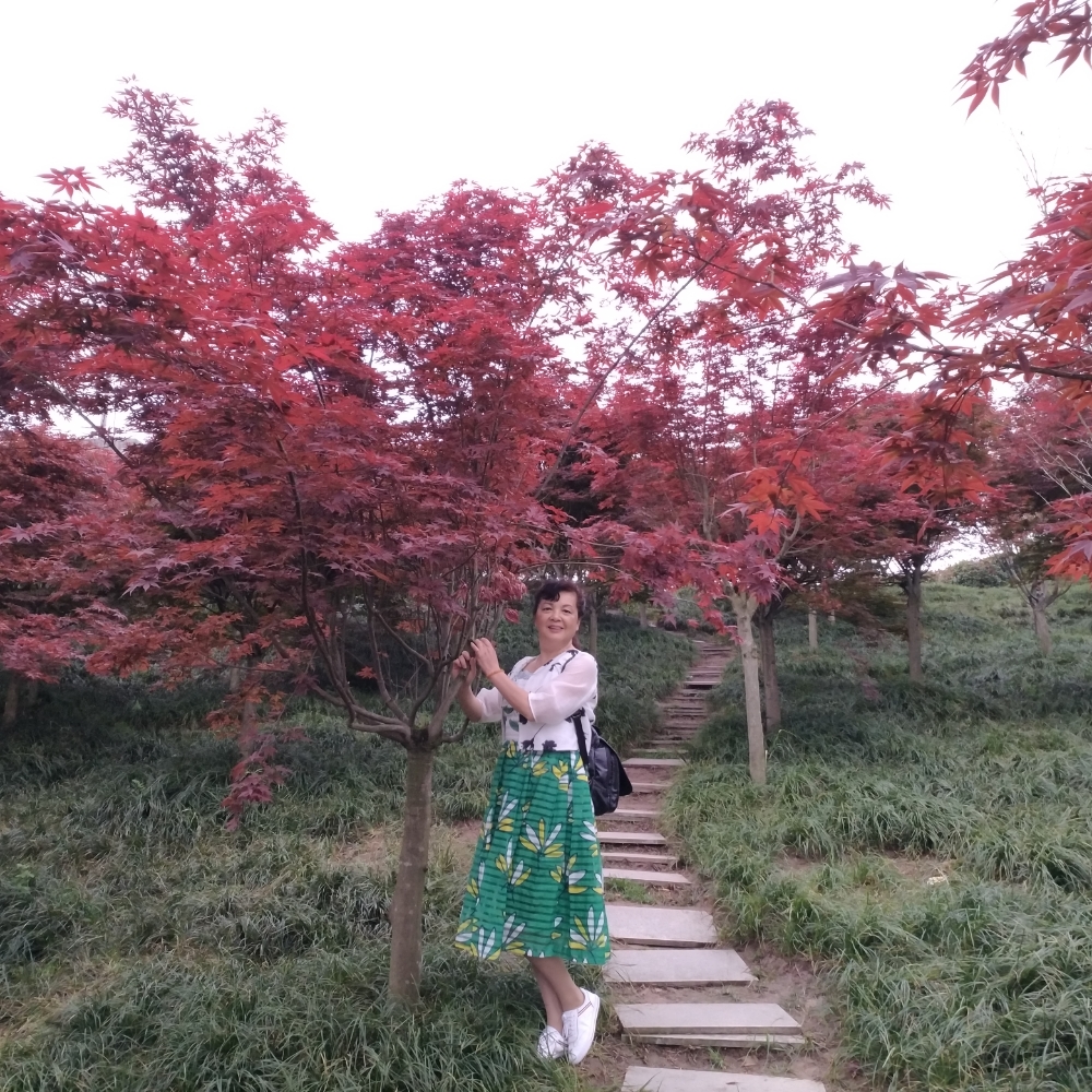 琪花玉树的照片