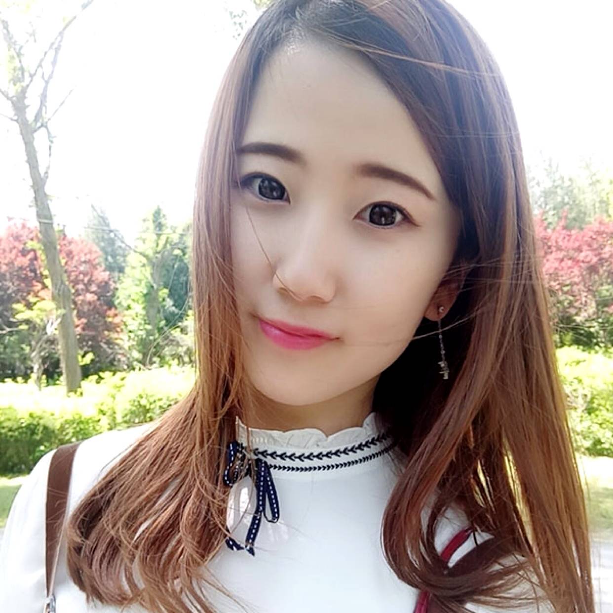 暴躁漫步含羞草的照片