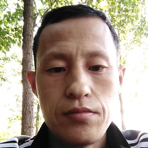 鸭子漫步秀丽的照片
