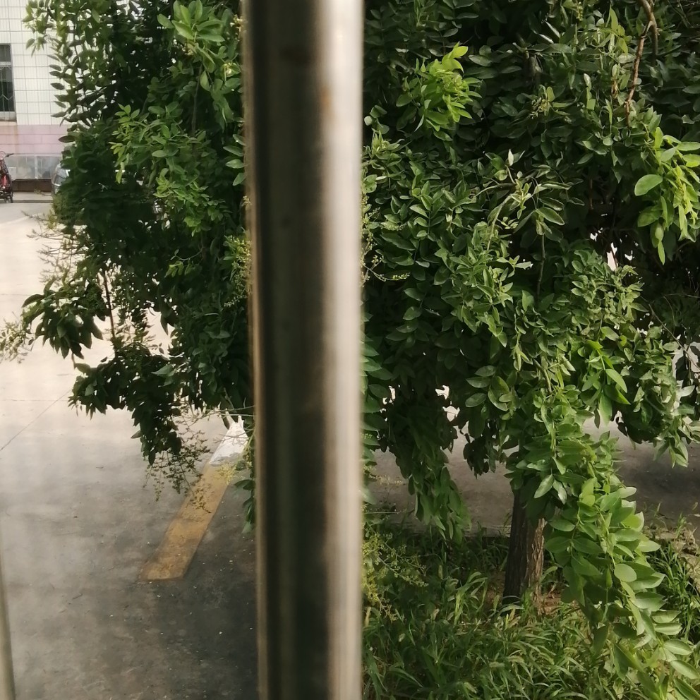 洋葱爱微笑的照片