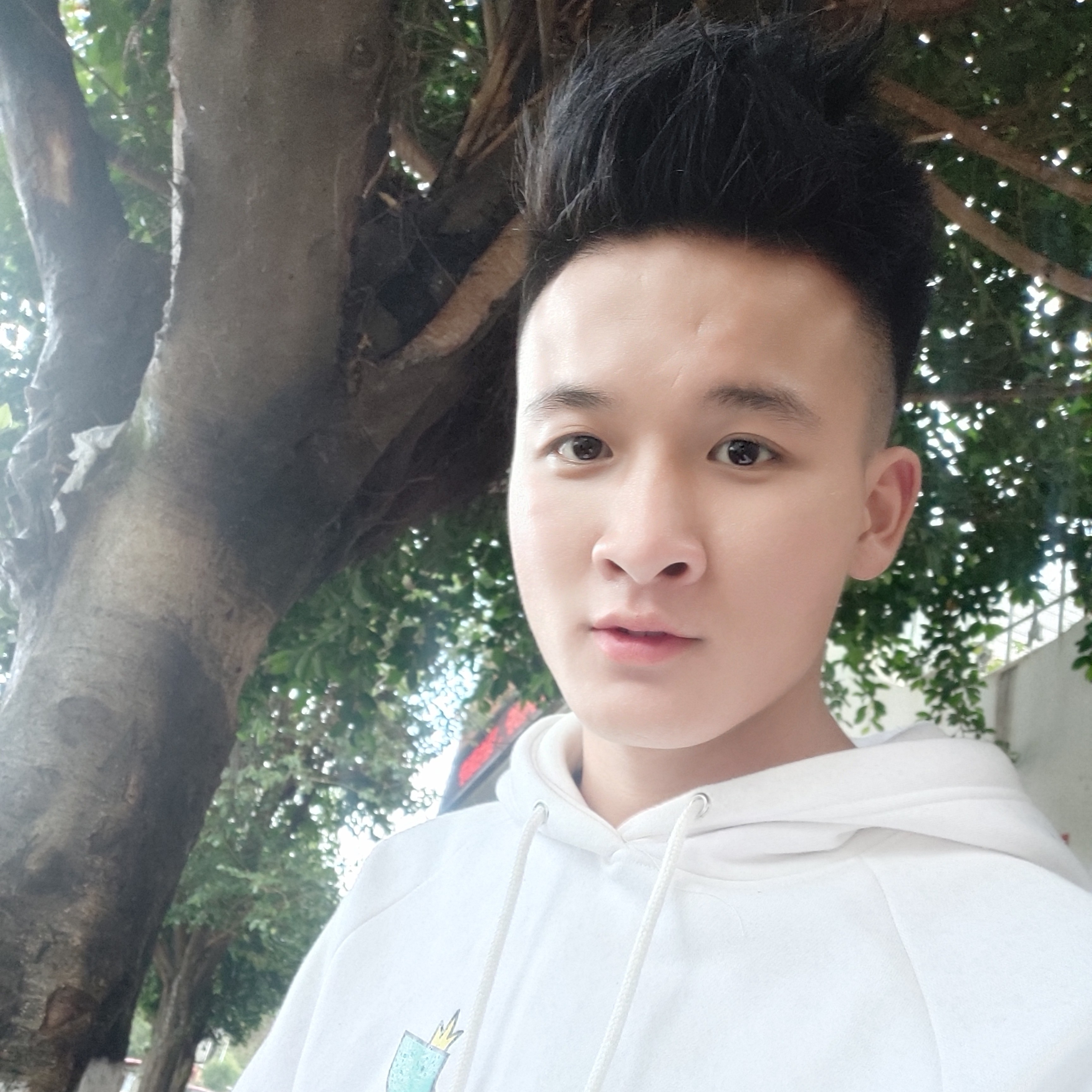 失眠的大象的照片