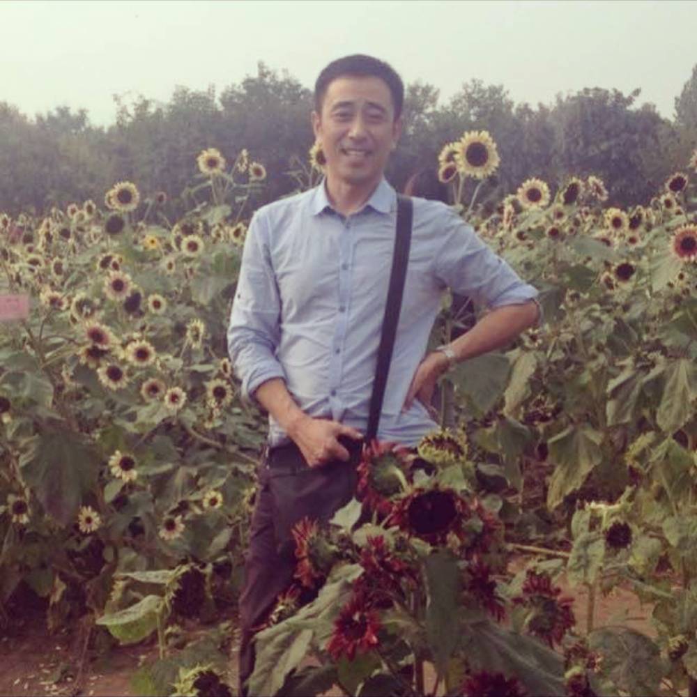 杜鹃盛开的照片