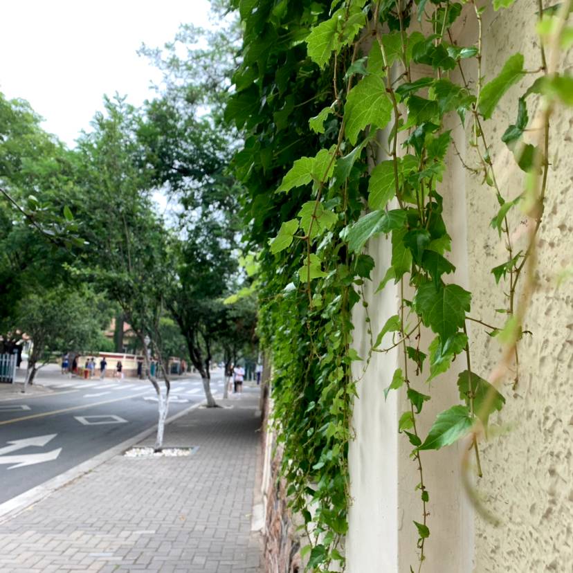 鱼儿的照片
