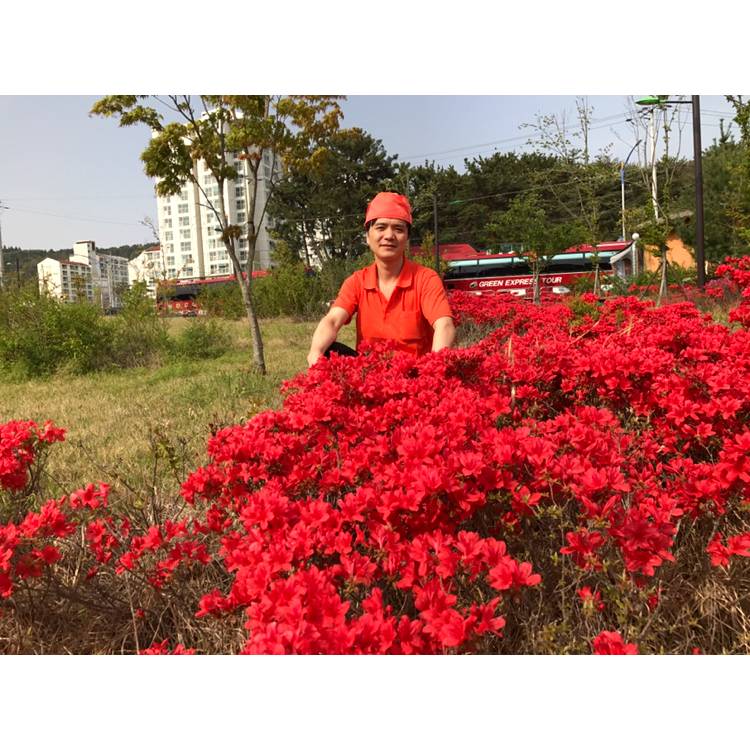 狗老实的照片