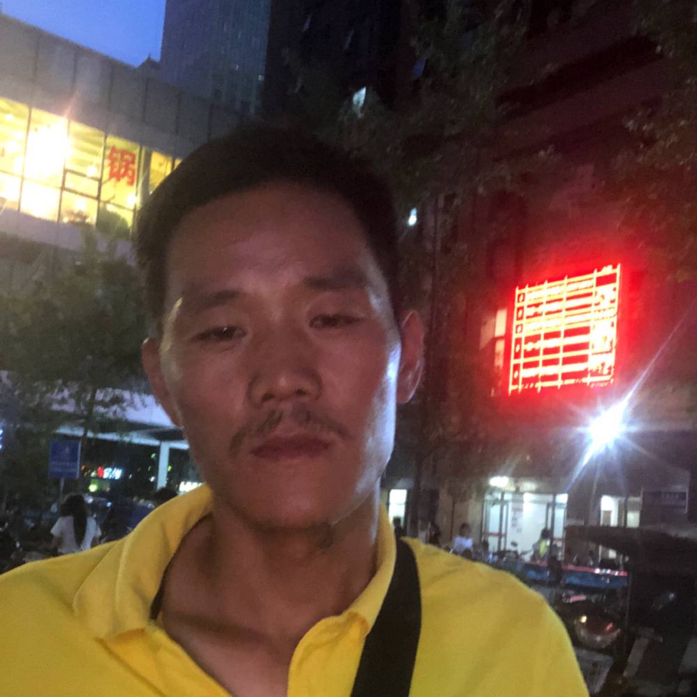 优秀的海豚的照片