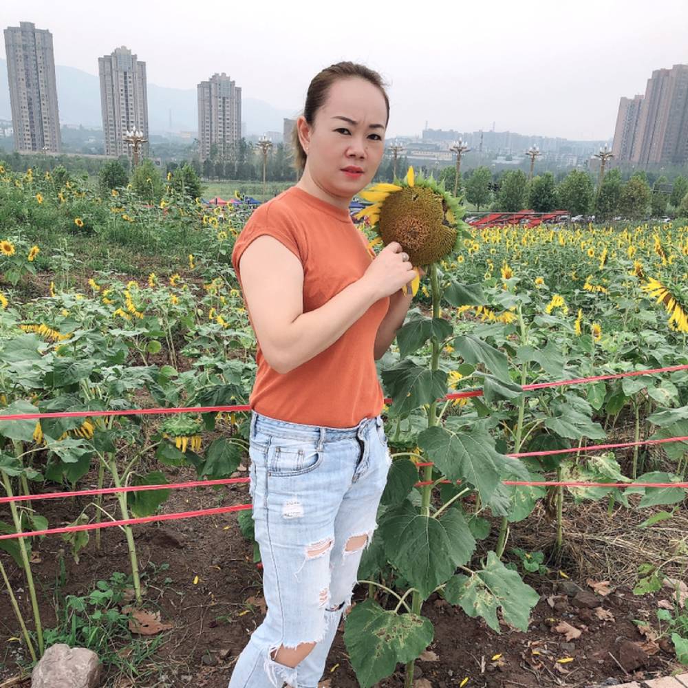 含羞草漫步畅快的照片