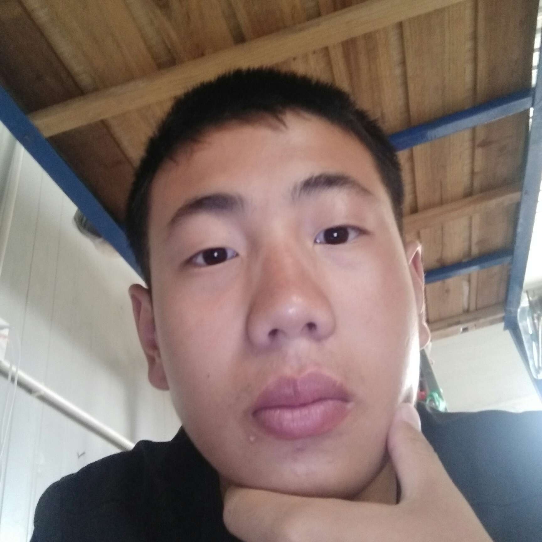 小鸽子保卫危机的照片