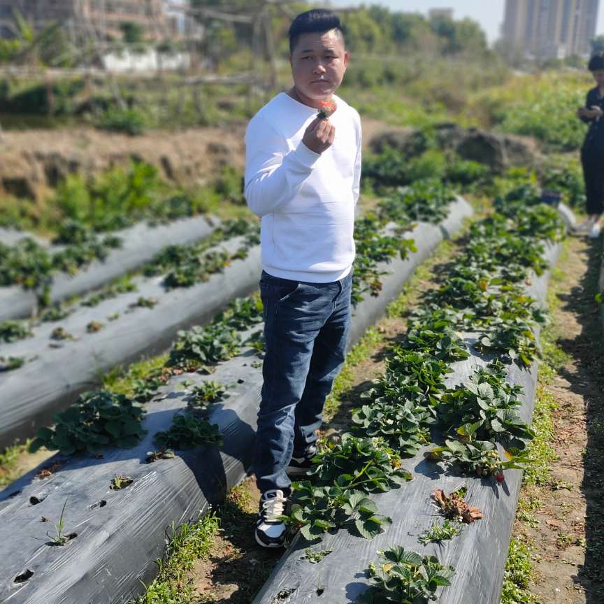 生命就是一段稻草的照片