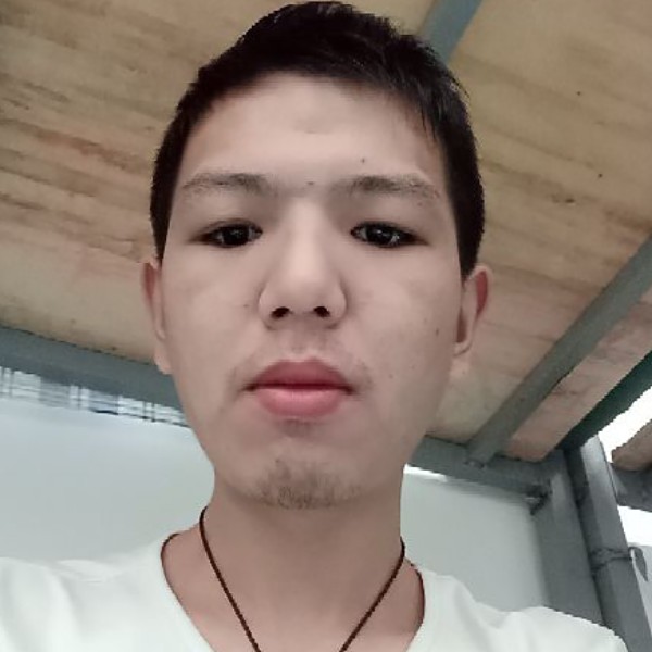 西伯利亚狼小小狼的照片
