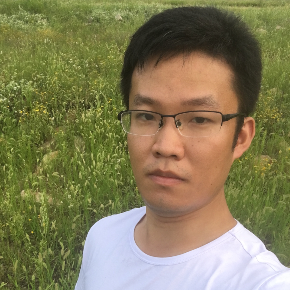 淡淡停止灰狼的照片