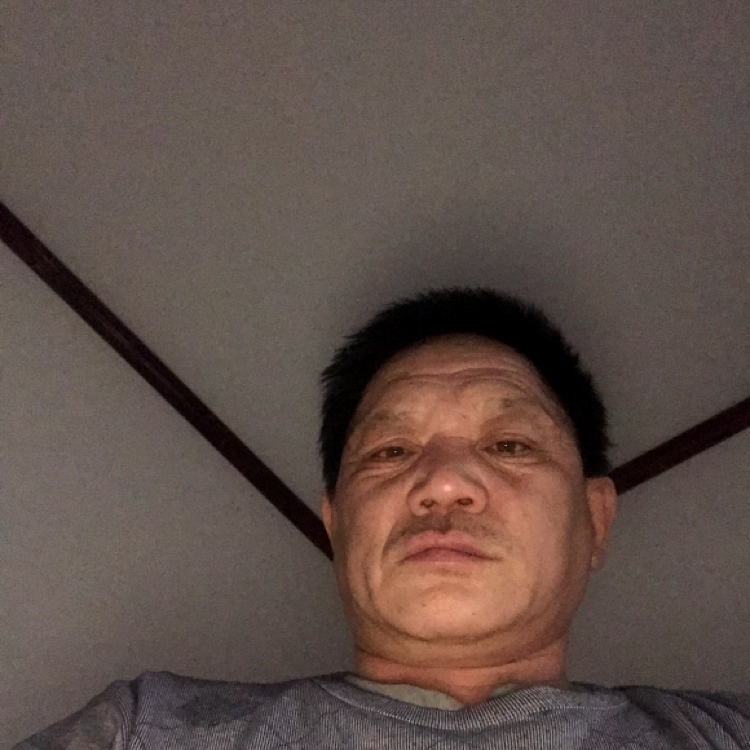 灰狼等待的照片