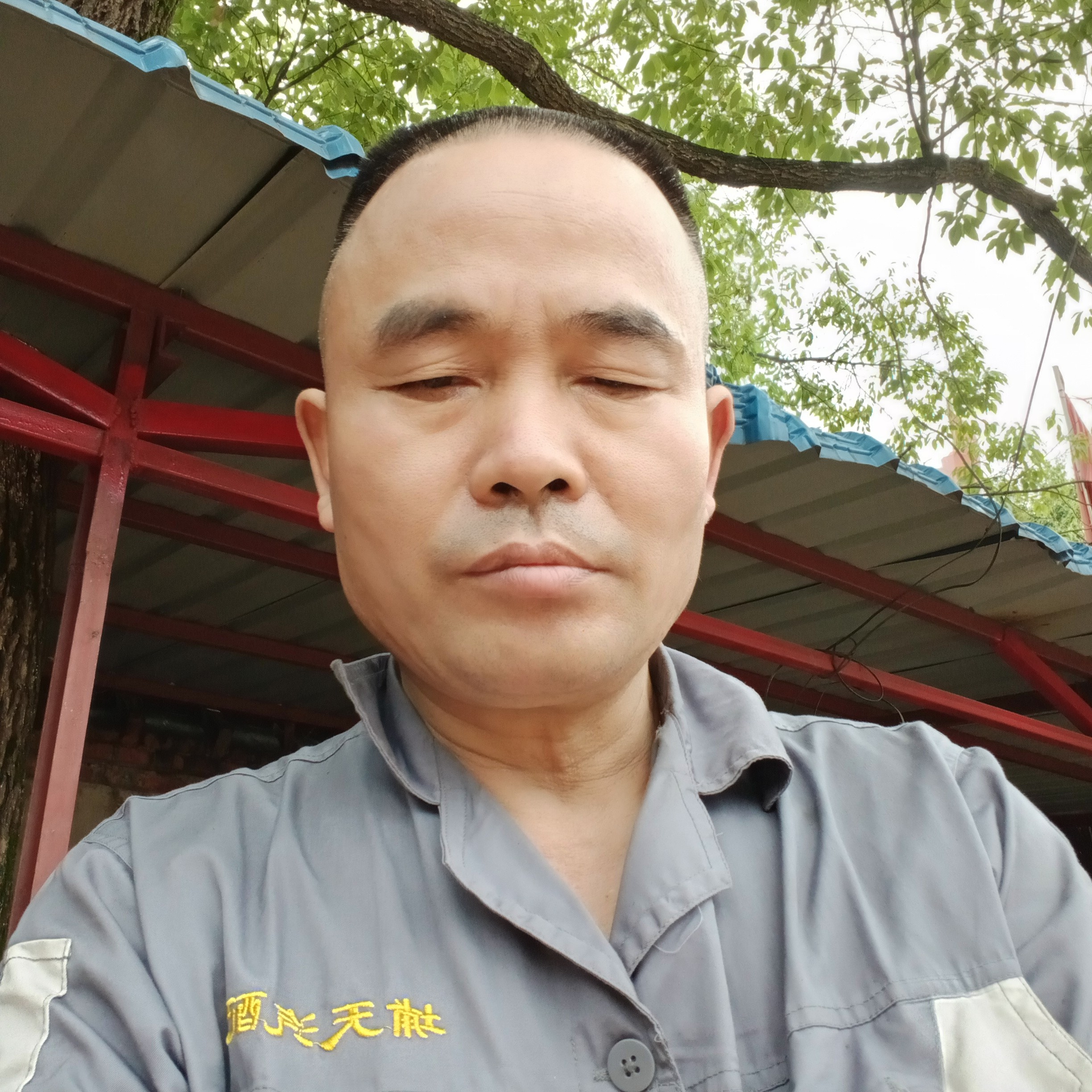 星星青松幽默的照片