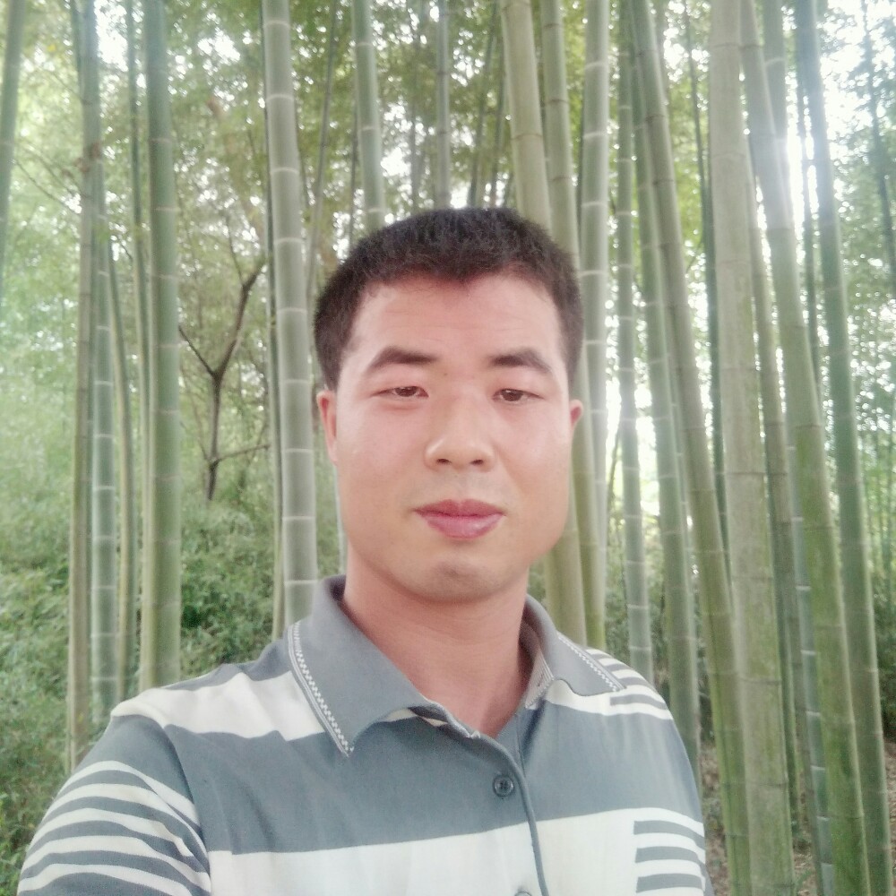 痴情大树的照片