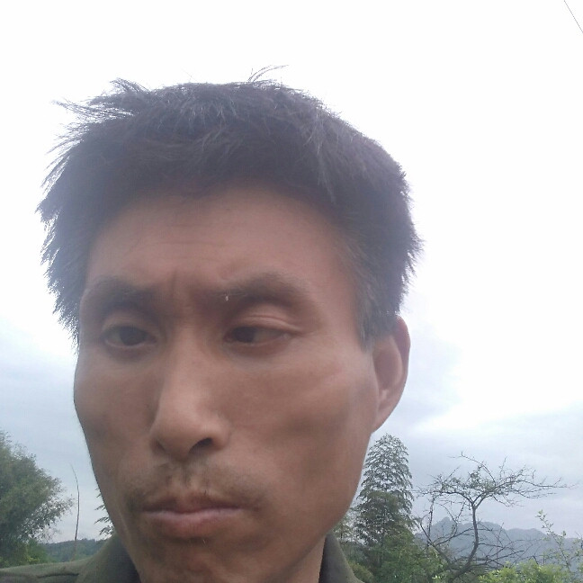 绿茶翩飞的照片
