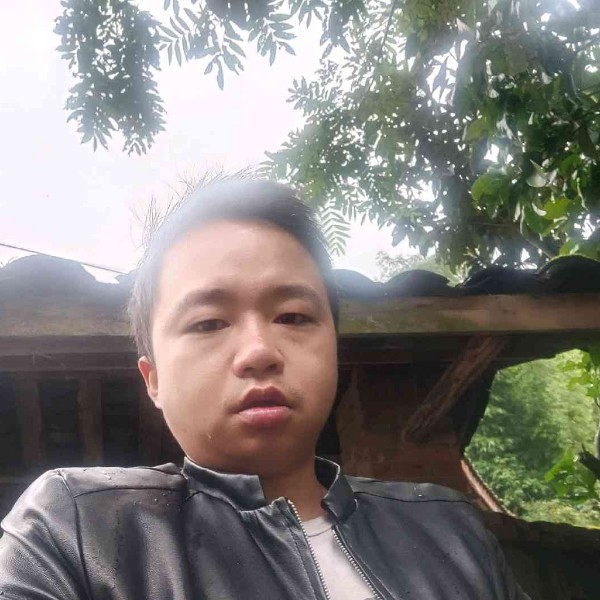 树上不樟葉子的照片