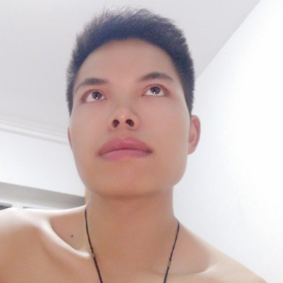 阳光下的凤尾竹的照片