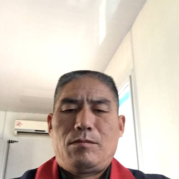 乌龟清脆的照片