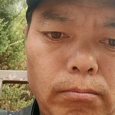 风中黑北方的狼的照片