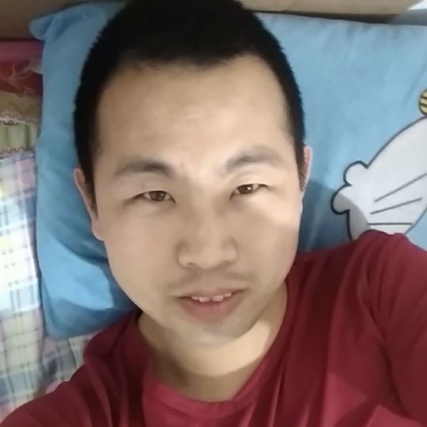 谨慎的大雁的照片