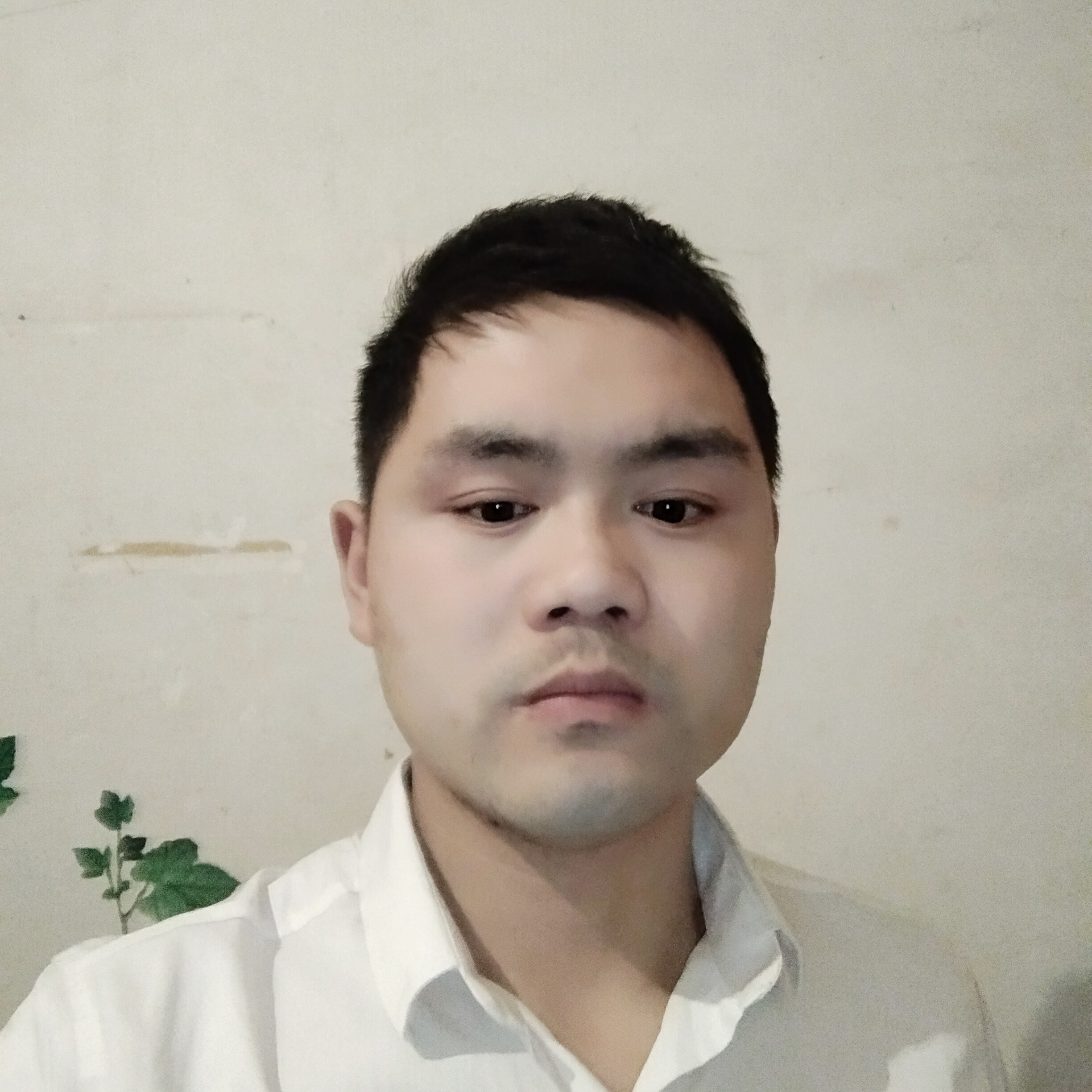 蝶舞有俊逸的照片