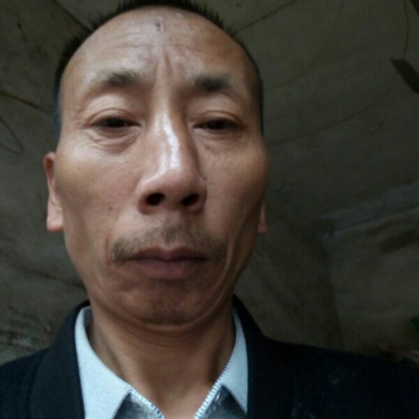 小板鹎的照片