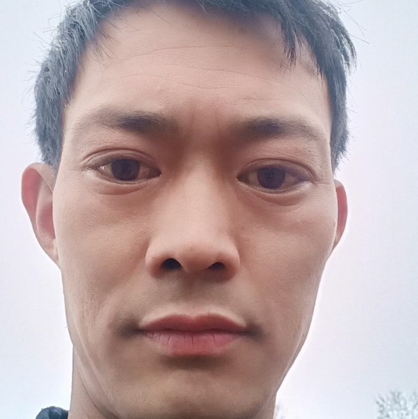 率性的树叶的照片
