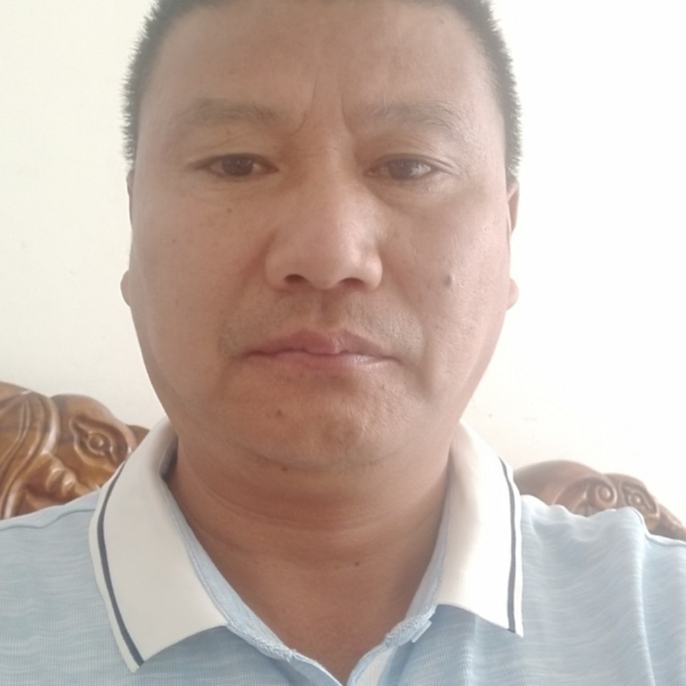 灰狼的美丽的照片