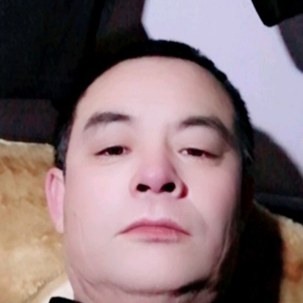 秀丽浅吻黄蜂的照片