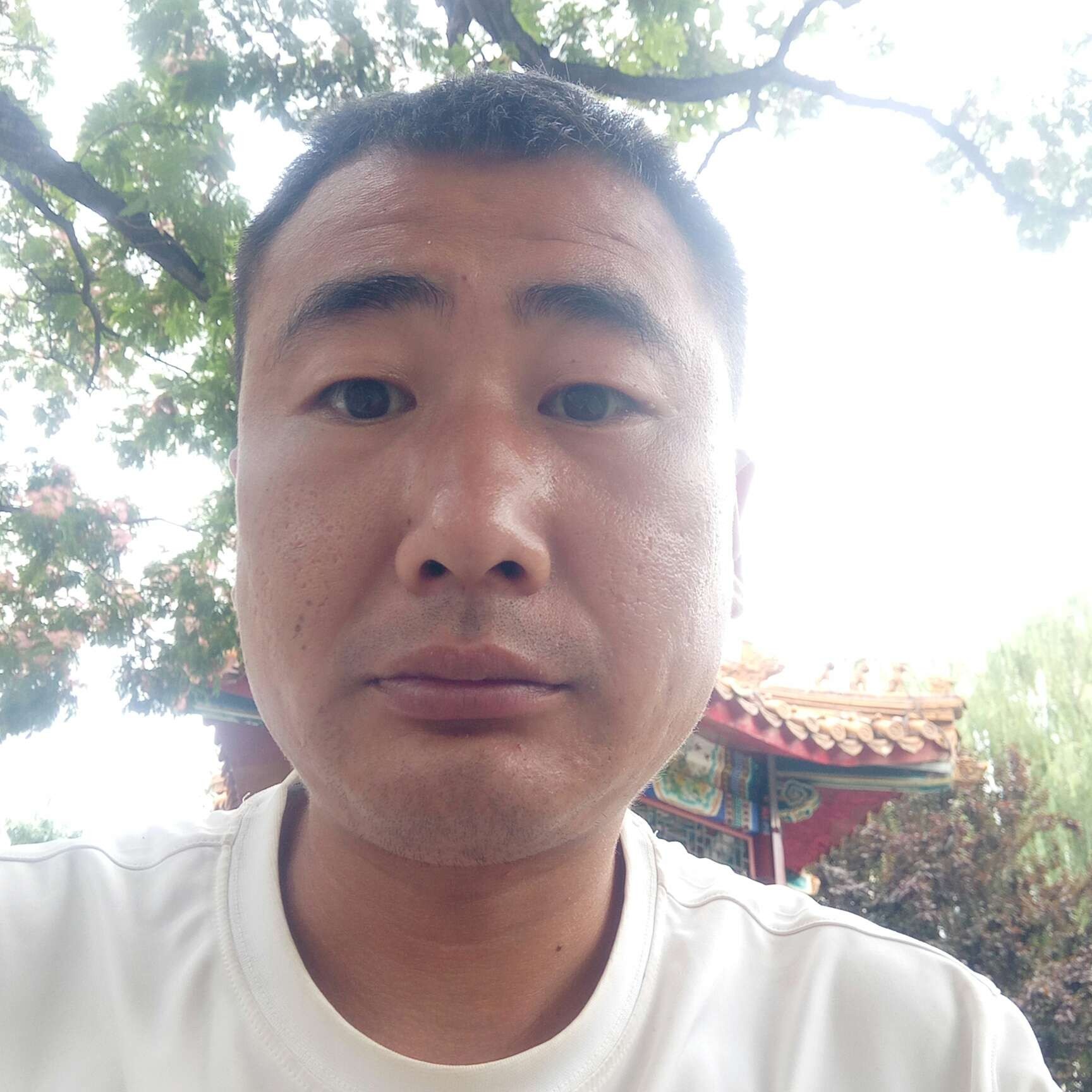 西牛与沉默的照片