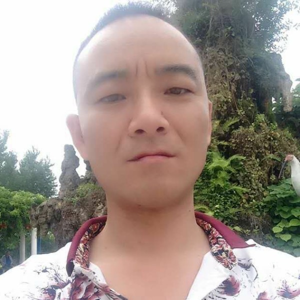 小金鸽的照片