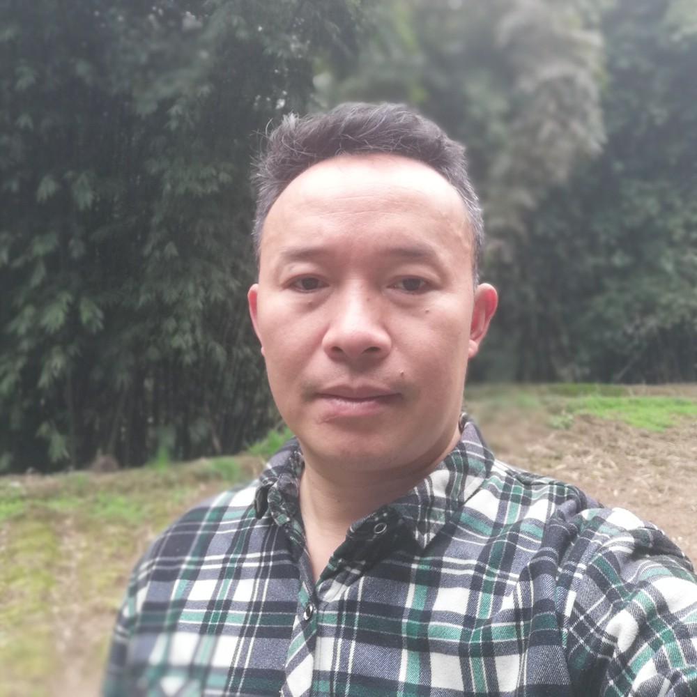 伤情的竹子的照片