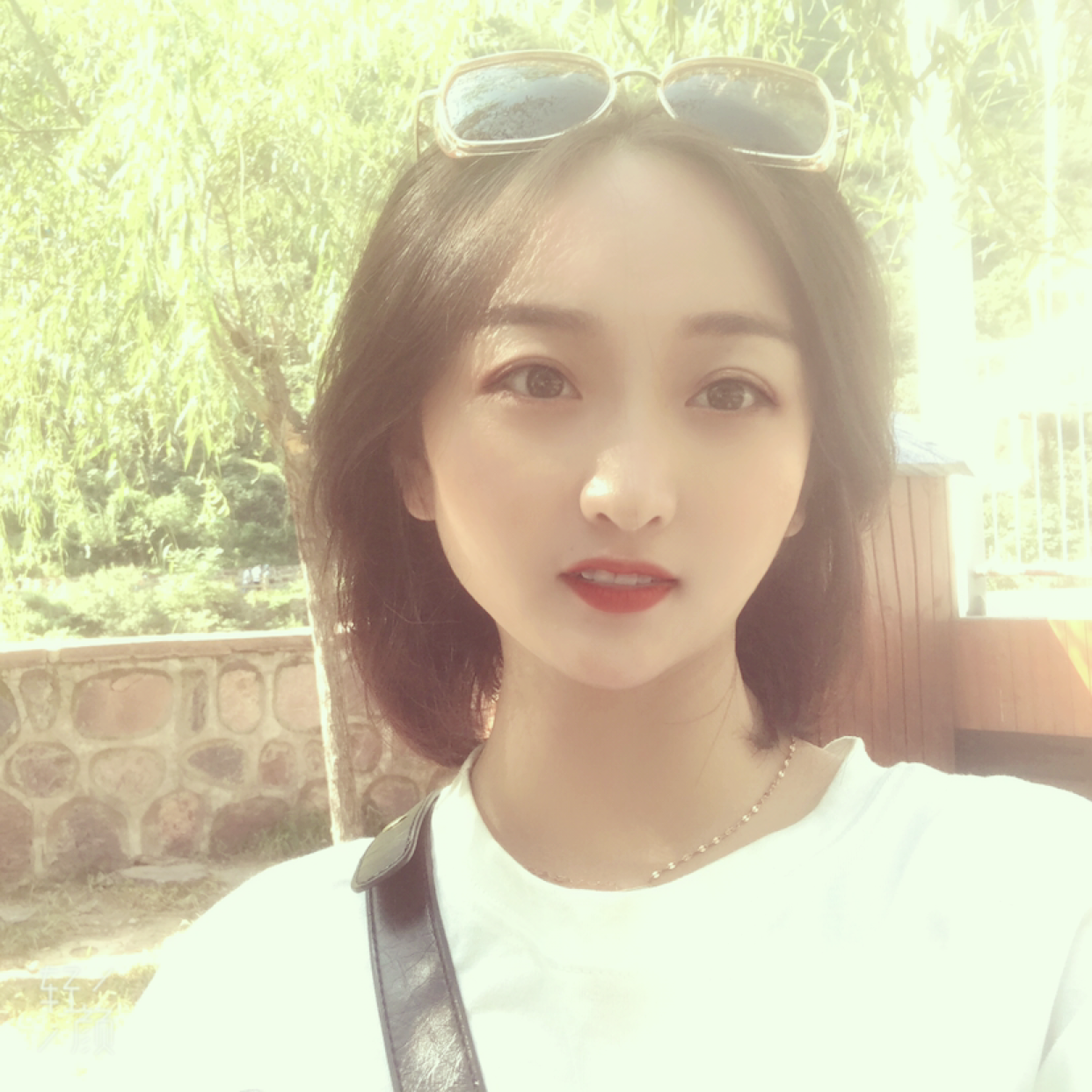 红玫瑰绚烂的照片