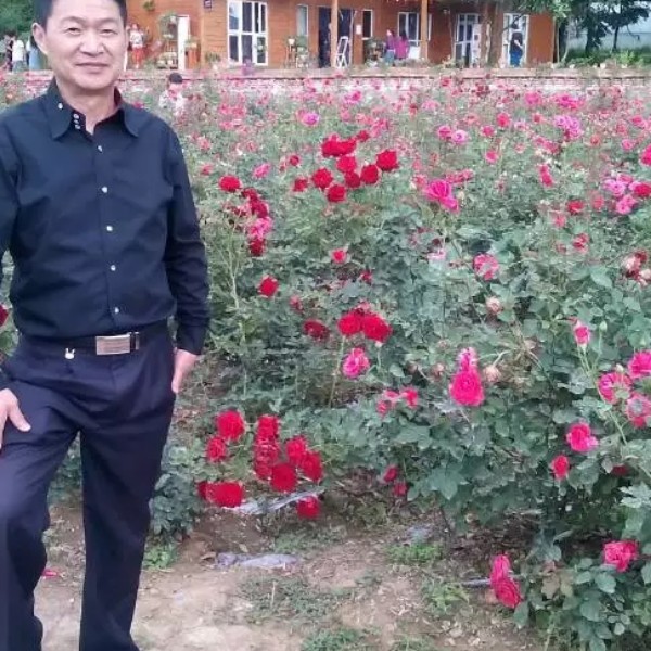 积极演变菠萝青松的照片