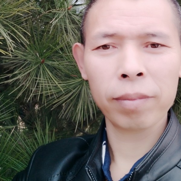 苗条笑树叶的照片