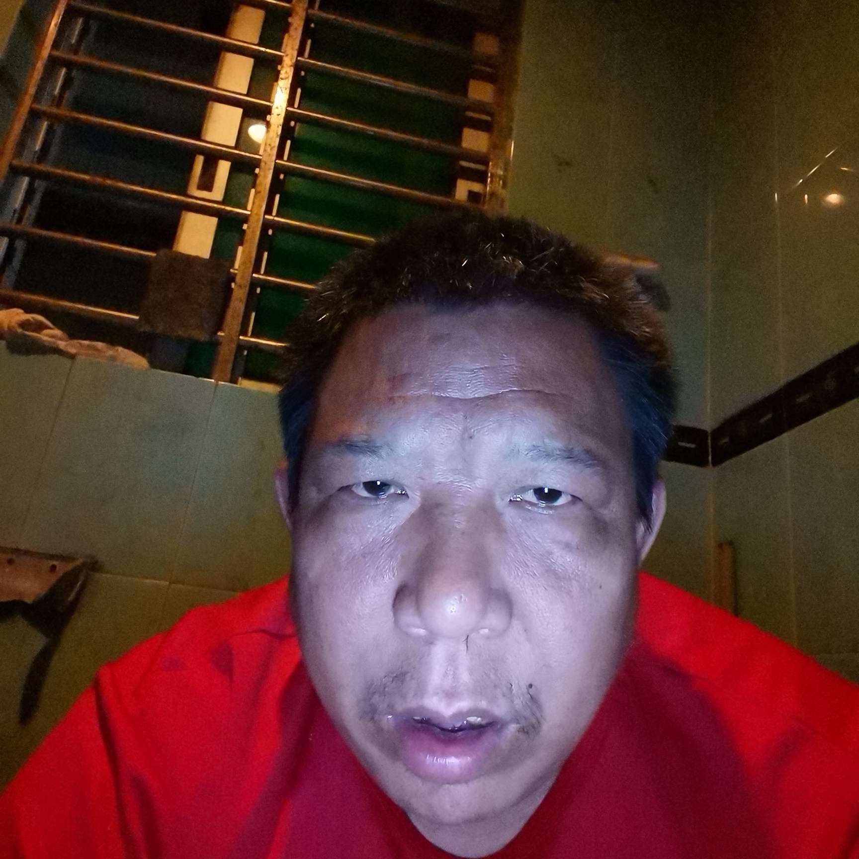 灰狼与斯文的照片