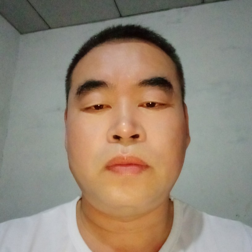 海燕传统的照片