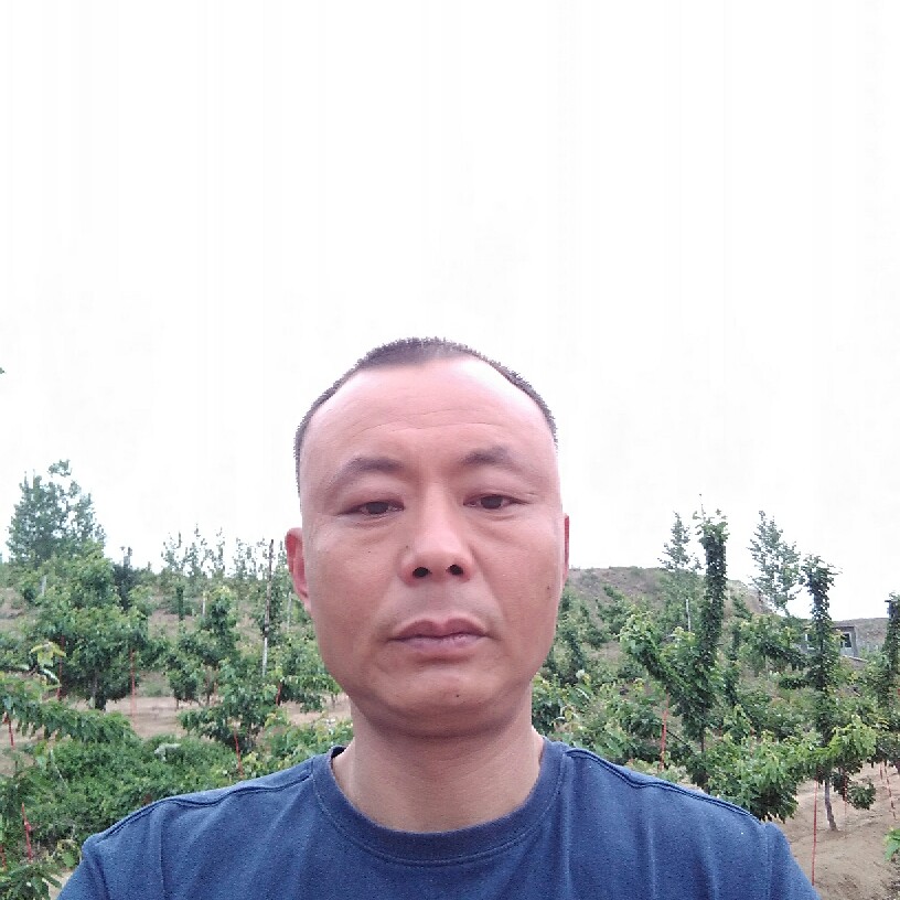 朴素和洋葱的照片