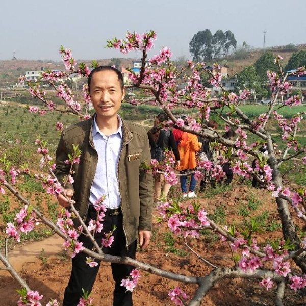 甜蜜羊的照片