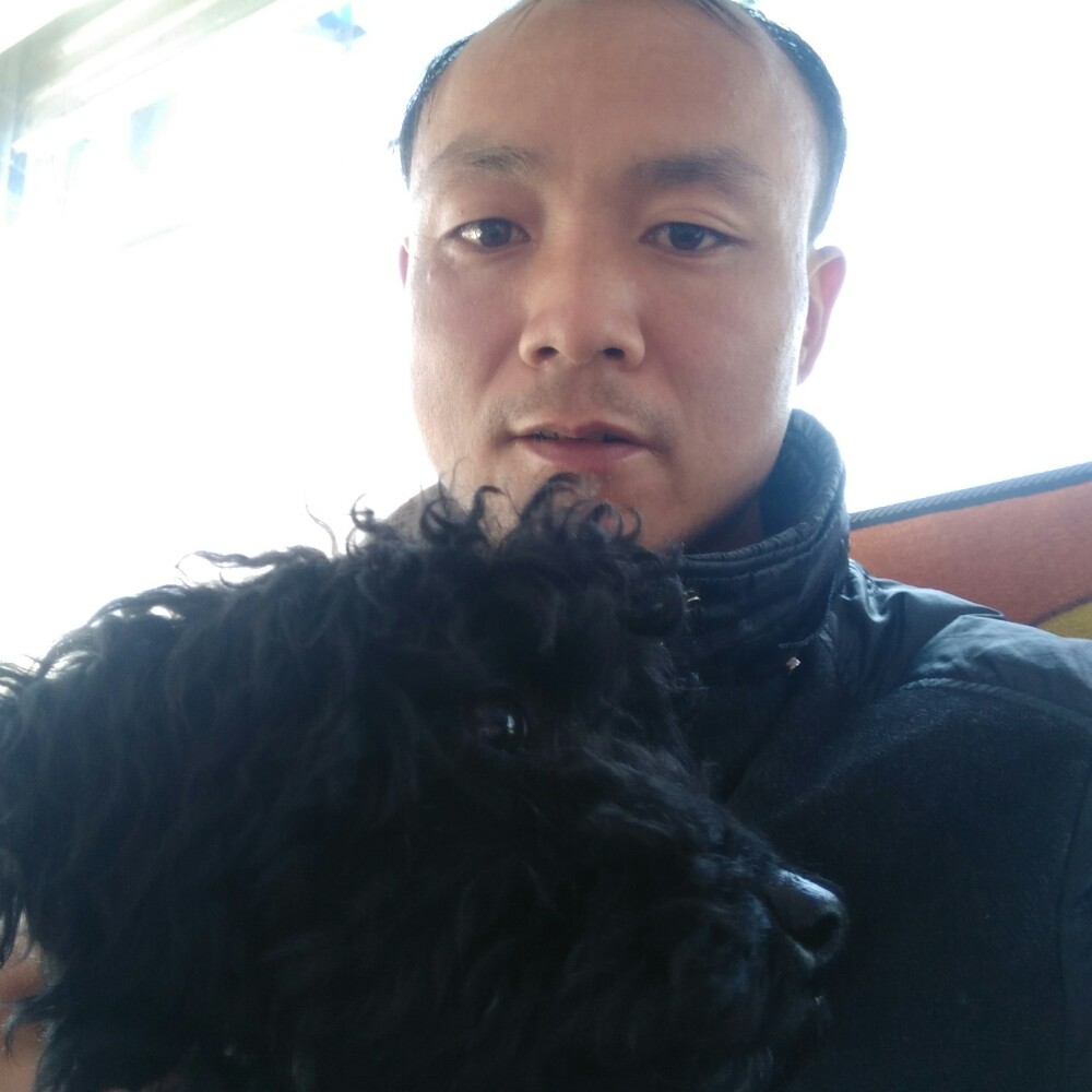 霸气的狼的照片