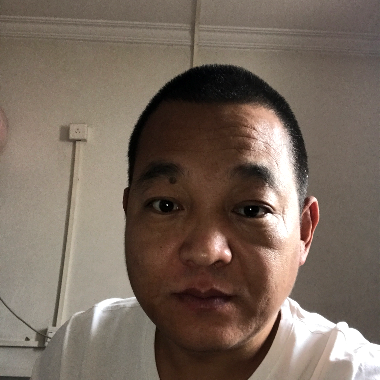 自然凝眸灰狼的照片