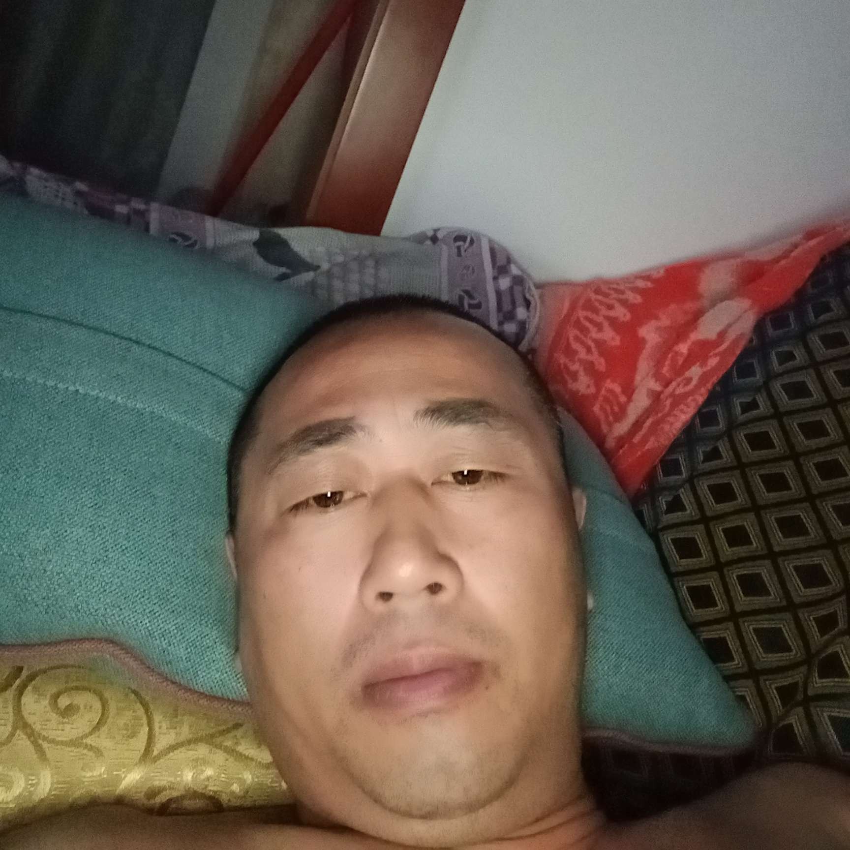 魁梧愿斑马的照片