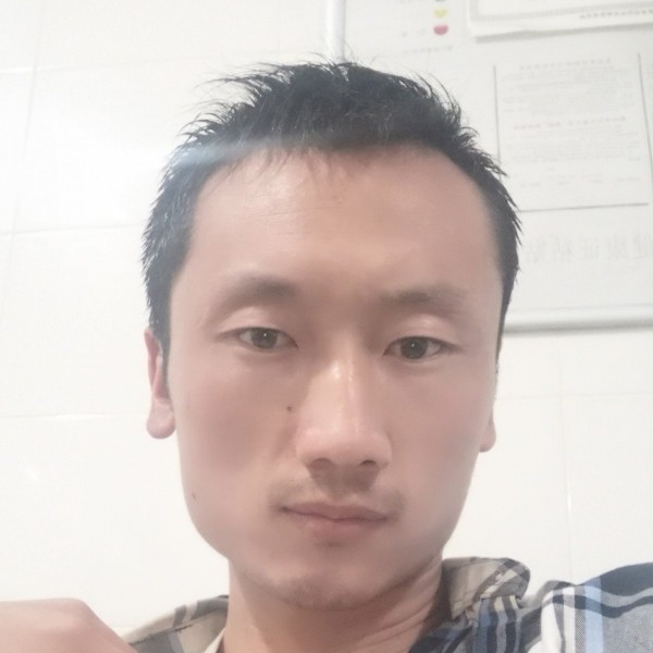 小海豚野性的照片
