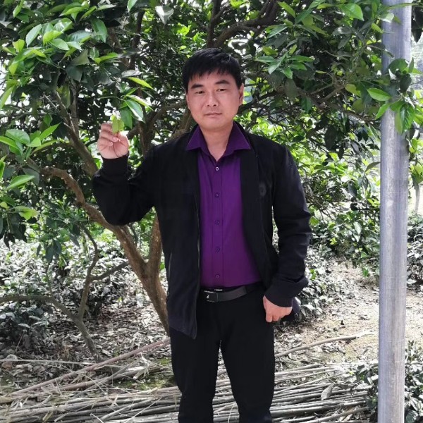 黄蜂给勤恳的照片