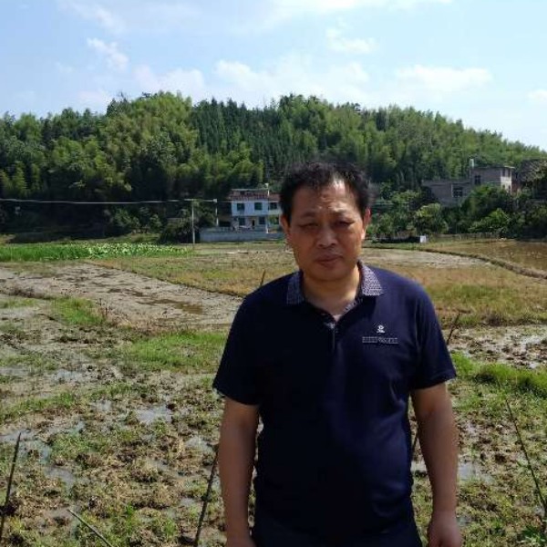 香蕉愿崖悔的照片